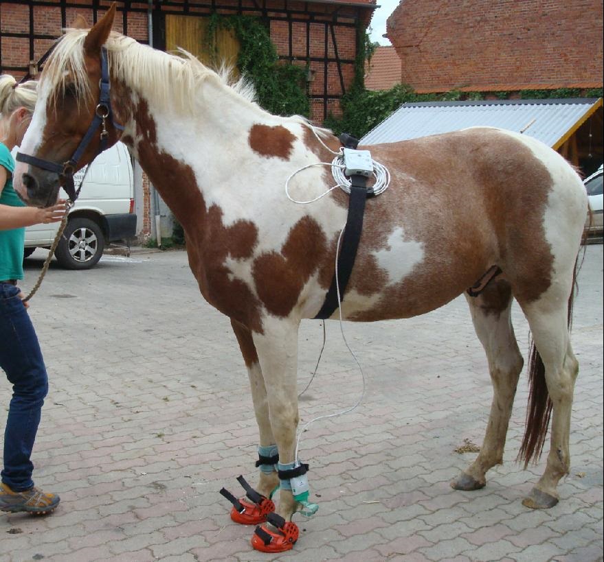 Pferd Prothese